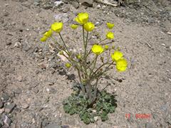 آلاله چمنزار